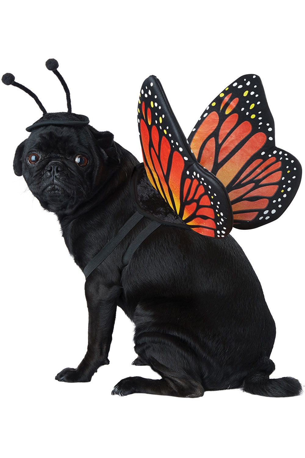 California Costumes Monarch Butterfly Dog Costume Pet20164 Animal Halloween Costume