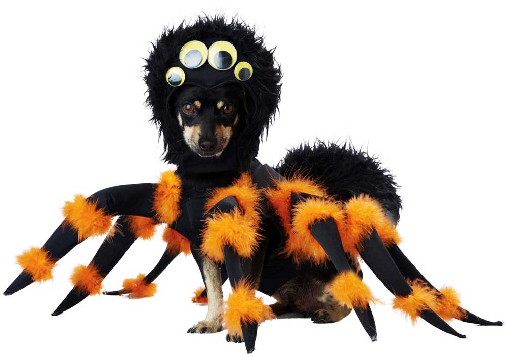 SPIDER PUP DOG COSTUME California Costume PET20149